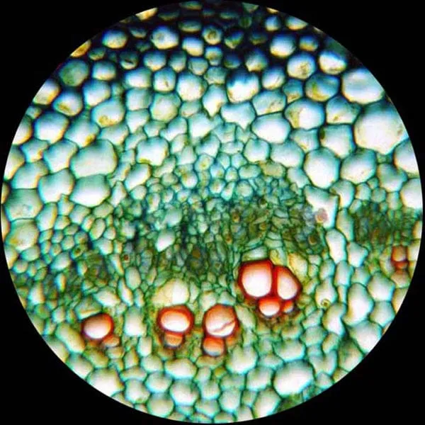 AmScope M130 Series Student Cordless Biological Monocular Compound Microscope 40X-640X Magnification with LED