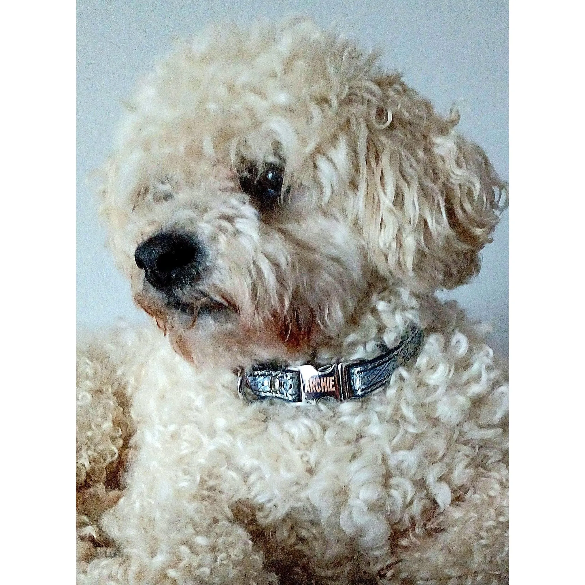 "The Archie " Durable Designer Dog Collar No. 5s